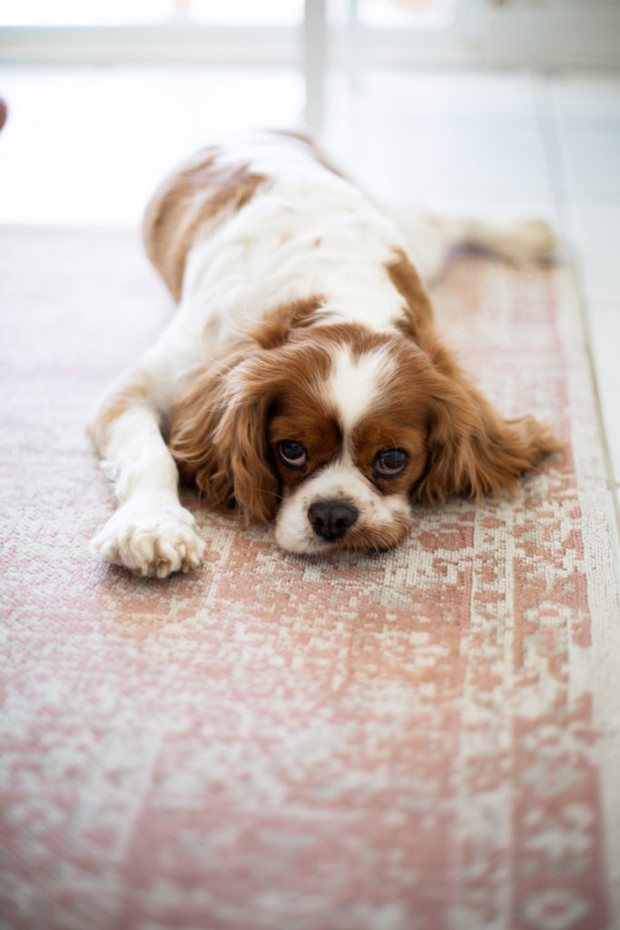 Photographe Nouveau-né Ajaccio